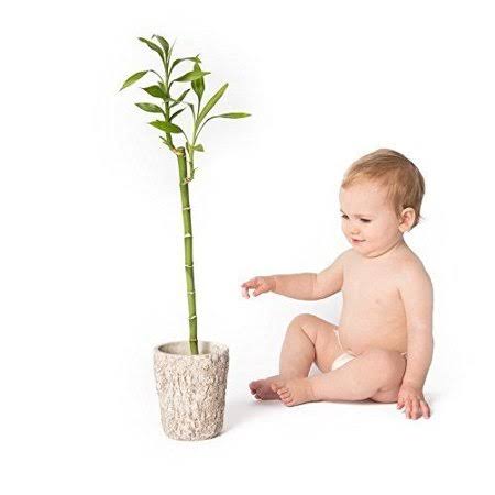 Bamboo Disposable Diapers, Small, 94 Count O59591