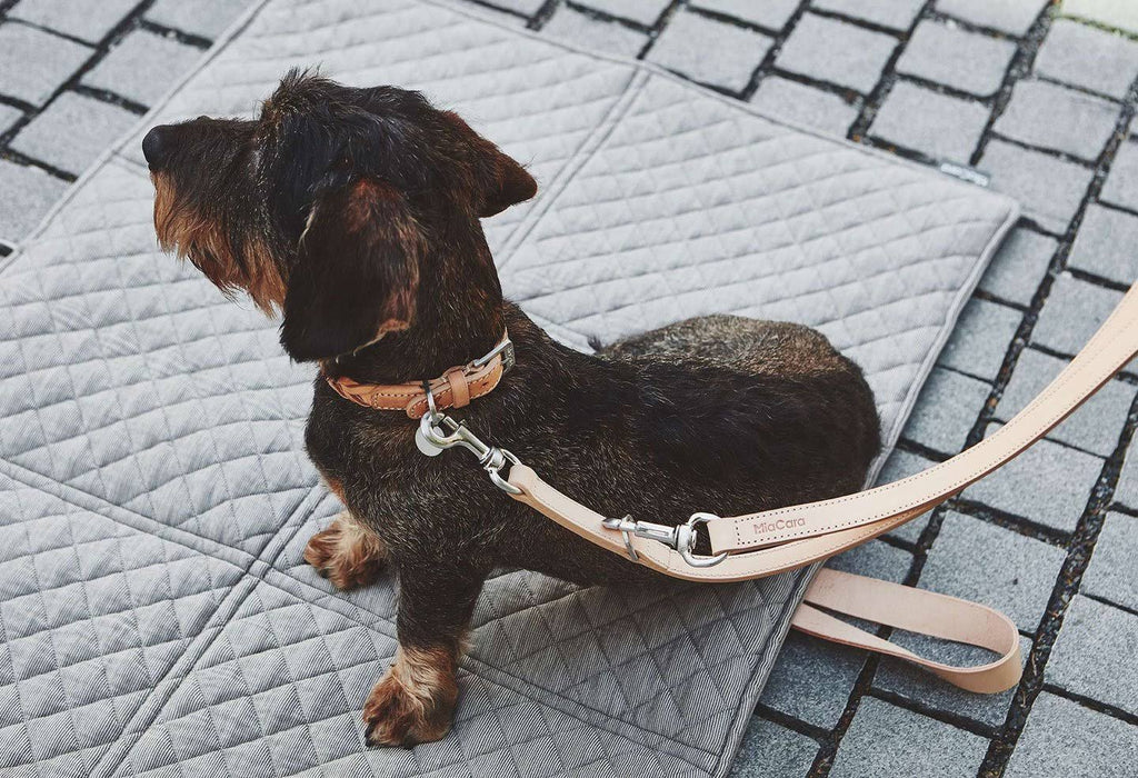 Brown Dog Collar Q550733