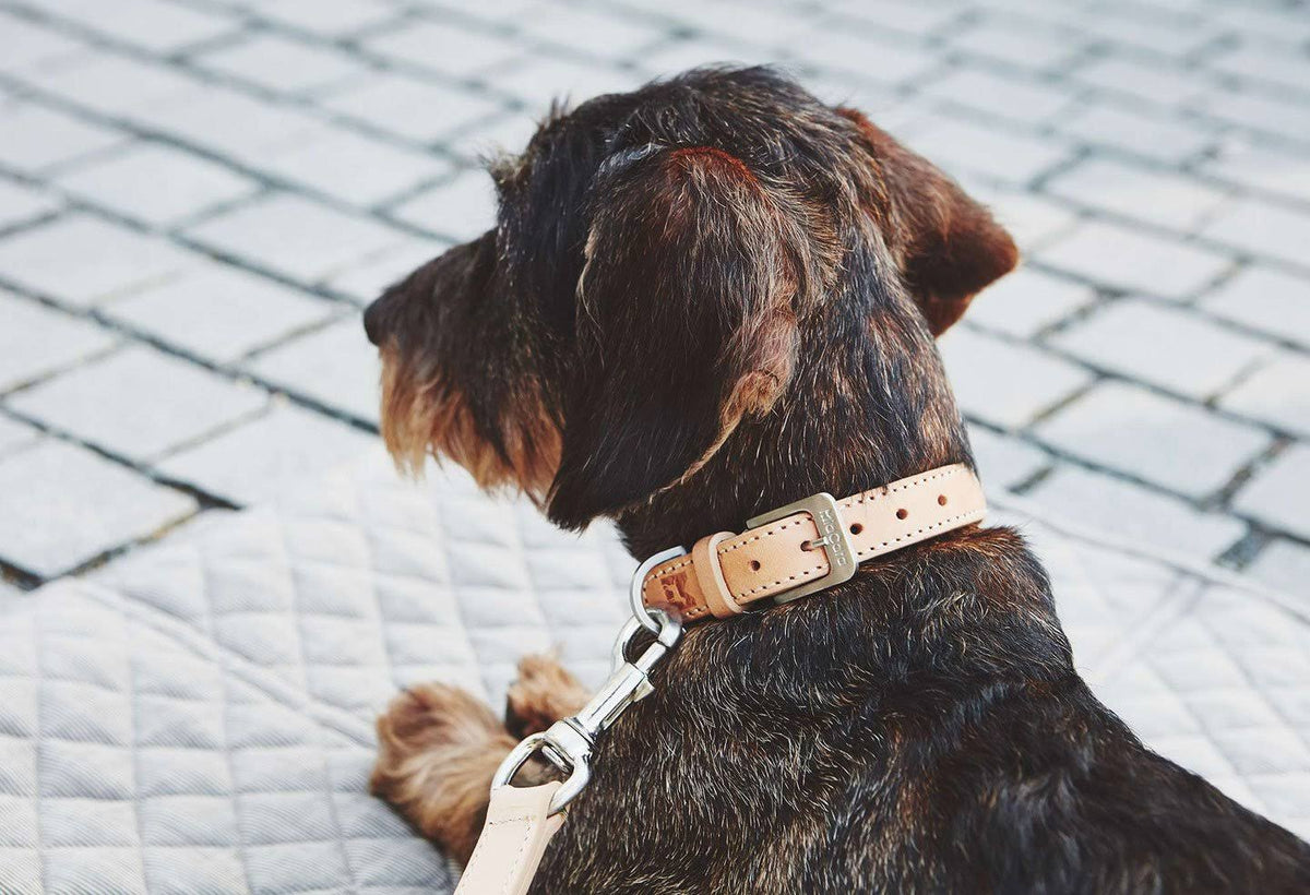 Brown Dog Collar Q550733